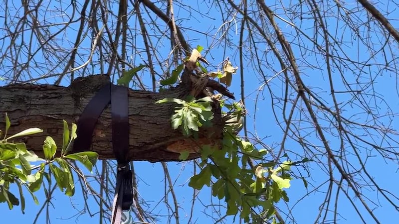 Padre hispano de tres murió tras cortar las ramas de un árbol de su casa. Un vecino que vio...